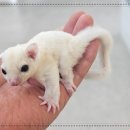 로던트 클럽 이미지