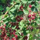 성주관광주유소 이미지