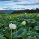 경주연꽃단지 이미지