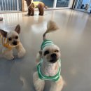 멍스쿨 전주애견유치원 애견호텔 이미지