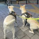 성수 정샘물 투어스 팝업 다녀온 후기 + 젤리쿠키 산책
