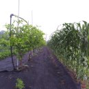 대추밭골 이미지