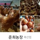 김영성축사 | 오늘아침 3월 16일 (목) 방송 정보/ [알고계십니까] 가격 비싸다고 좋은 달걀이 아니다?! 유정란농장...