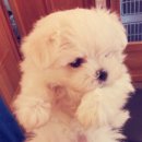 오원석 황금동물병원 이미지