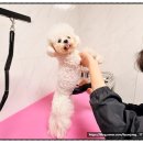 더 예쁘개 | 보령애견미용 깔끔하고 신뢰 가득했던 예쁘개
