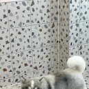 수진애견미용 이미지