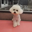 우한수 애견미용실 이미지