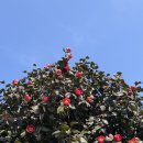 화양면사무소 | 국립생태원맛집 금강식당 우어회백반 15000원의 행복으로 즐기는 20첩 반상 현지인들 많이가는 맛집 후기