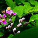 한국결혼문화원 이미지