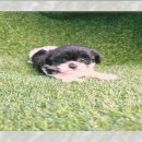 보람애견 네이버블로그