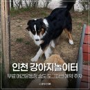 강아지 놀이터 | 인천 송도 도그파크 무료 애견운동장 강아지놀이터 예약 주차 대형견 후기