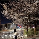 혁신아파트 내 | 충북혁신도시 벚꽃을 제일 빨리 볼 수 있는 센트레빌 아파트 산책 후기(26.4.)