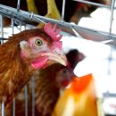 삼성조류 이미지