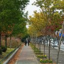 한밭대로 이미지