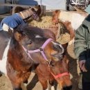 제1실내승마장(관람석) | [멜버른승마장] 서울근교 승마장 - 성인 승마 체험, 내돈내산 리뷰