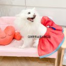 디어뚜뚜 이미지