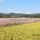 경남 하동군 북촌 코스모스 축제 이미지