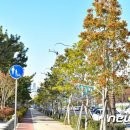 가로수길 이미지