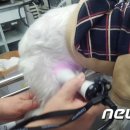 똑똑펫