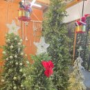 교회백화점 | 대구 크리스마스 트리 파는곳 대구꽃백화점 대구꽃시장 내돈내산 후기