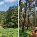 새천년생명의숲 | *제주 비자 림 천 년의 신비가 숨 쉬는 상록수 군락 탐험