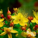 꽃보다아름다운당신 이미지