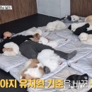 맥스클래스 | 생활의 달인 방송된 애견 유치원 맥스클래스 위치 특징 방문후기