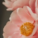 보테니컬아트 이미지