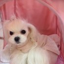 미니 앤 바니 애견샵 이미지