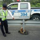 나무늘보 이미지