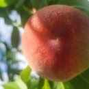 선산분홍복숭아 이미지