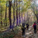 야생화 천국 신들의 산책로, 울릉군 북면 나리분지에서 신령수가는 길 이미지