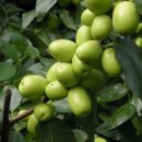 삼가리 농장 이미지