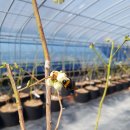 수정벌마야 이미지