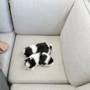 모델독켄넬 이미지