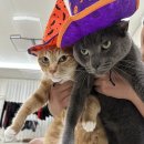 다이소 봉일천점 이미지