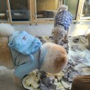 멍이댕이 이미지