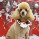 하이몽 애견미용실 이미지