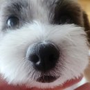 다온그루밍 이미지