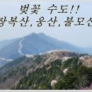 [제1072차] 창원 벚꽃산행(4월7일-장복산,웅산,불모산-) 산행공지 이미지