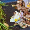 용산-22 | 신용산역 회식 분위기 살려주는 삼겹살집 김숙성