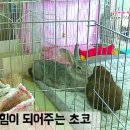 장우진동물병원 네이버블로그