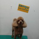 프리티펫 이미지