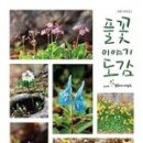 풀꽃이야기
