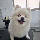 도그애견미용실 이미지