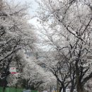 봉산면 | 경남 합천 벚꽃 명소 <봉산면사무소> 방문 후기