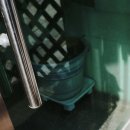 강아지는 미용빨 이미지