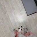 목욕하는 강아지 이미지
