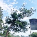 장재로 | 김해 단독 애견운동장 &#39;장재로 167&#39; 방문 후기