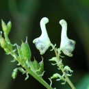 오리세상 이미지